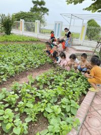 Quan sát vườn rau
