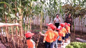 Hoạt động trải nghiệm: Thu hoạch ngô của các bé lớp C1